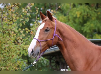 Slovak Warmblood, Mare, 9 years