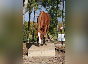 Slovak Warmblood, Mare, 9 years