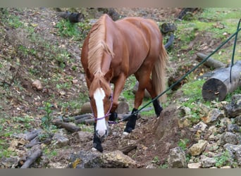 Slovak Warmblood, Mare, 9 years