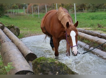 Slovak Warmblood, Mare, 9 years