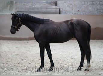 Slowakisches Warmblut, Hengst, 2 Jahre, 15,1 hh, Rappe