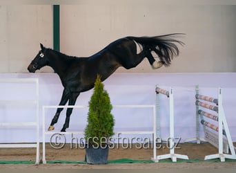 Slovak Warmblood, Stallion, 4 years, 16 hh, Smoky-Black