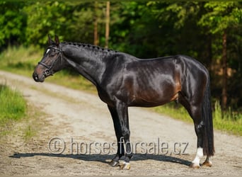 Slovak Warmblood, Stallion, 4 years, 16 hh, Smoky-Black