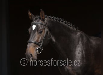 Slovakiskt varmblod, Hingst, 3 år, 164 cm, Rökfärgad svart