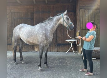 Slowakisches Warmblut, Stute, 4 Jahre, 162 cm, Schimmel