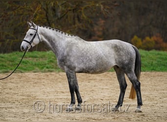Slovakiskt varmblod, Sto, 6 år, 171 cm, Grå