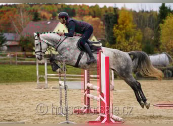 Slovakiskt varmblod, Sto, 6 år, 171 cm, Grå