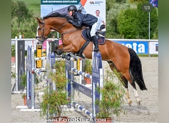 Slovakiskt varmblod, Sto, 7 år, 172 cm, Brun
