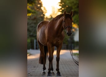 Slovakiskt varmblod, Valack, 10 år, 165 cm, Brun