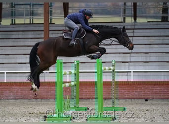 Slovakiskt varmblod, Valack, 10 år, 175 cm, Mörkbrun