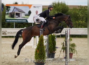 Slovakiskt varmblod, Valack, 10 år, 175 cm, Mörkbrun