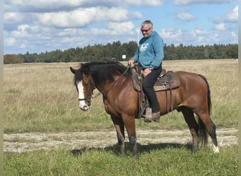 Slowakisches Warmblut, Wallach, 14 Jahre, 165 cm, Brauner