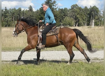 Slowakisches Warmblut, Wallach, 14 Jahre, 165 cm, Brauner