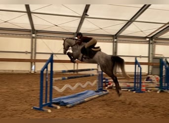 Slovakiskt varmblod, Valack, 6 år, 169 cm, Grå