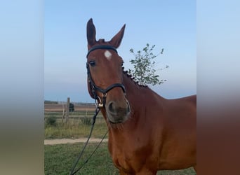 Slovakiskt varmblod, Valack, 7 år, 170 cm, fux