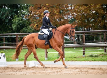 Slovakiskt varmblod, Valack, 7 år, 170 cm, fux