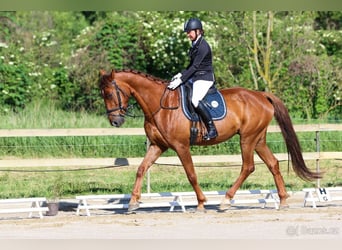 Slovakiskt varmblod, Valack, 7 år, 170 cm, Fux