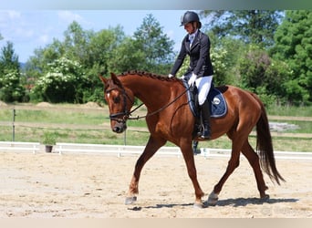 Slovakiskt varmblod, Valack, 7 år, 170 cm, Fux