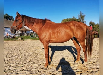 Slovakiskt varmblod, Valack, 7 år, 170 cm, Fux