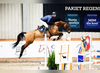 Slowakisches Warmblut, Wallach, 8 Jahre, 174 cm, Rotbrauner