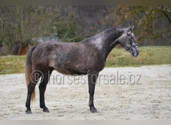 Slowaaks warmbloed, Hengst, 5 Jaar, 165 cm, Schimmel