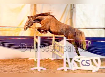 Slowaaks warmbloed, Hengst, 5 Jaar, 165 cm, Schimmel