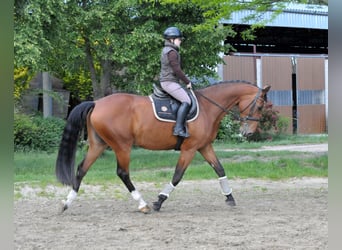 Slowaaks warmbloed, Merrie, 10 Jaar, 172 cm, Bruin
