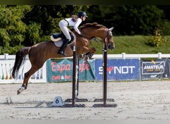 Slowaaks warmbloed, Merrie, 11 Jaar, 169 cm, Vos