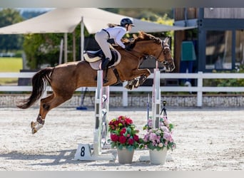 Slowaaks warmbloed, Merrie, 11 Jaar, 169 cm, Vos
