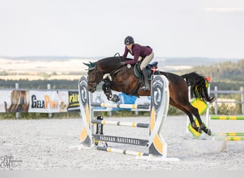 Slowaaks warmbloed, Merrie, 12 Jaar, 167 cm, Bruin