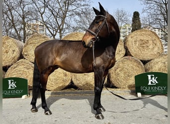 Slowaaks warmbloed, Merrie, 12 Jaar, 167 cm, Bruin