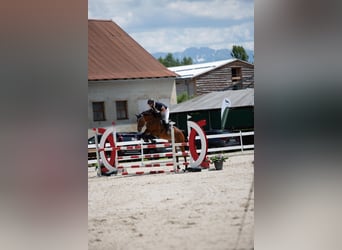 Slowaaks warmbloed, Merrie, 12 Jaar, 168 cm, Bruin