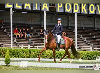 Slowaaks warmbloed, Merrie, 12 Jaar, 169 cm, Donkere-vos