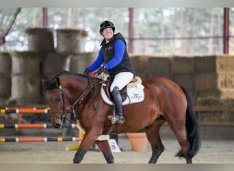 Slowaaks warmbloed, Merrie, 6 Jaar, 166 cm, Roodbruin