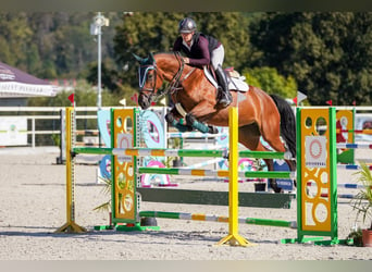 Slowaaks warmbloed, Merrie, 6 Jaar, 166 cm, Roodbruin