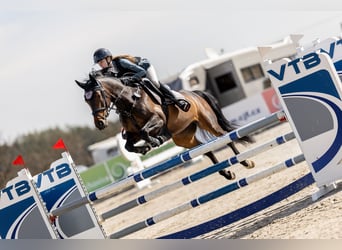 Slowaaks warmbloed, Merrie, 7 Jaar, 162 cm, Donkerbruin