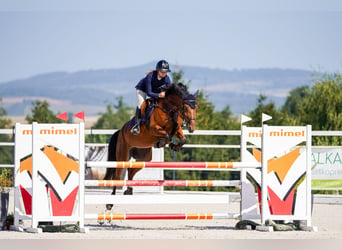 Slowaaks warmbloed, Merrie, 7 Jaar, 164 cm, Roodbruin