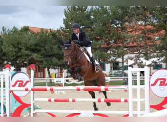Slowaaks warmbloed, Merrie, 7 Jaar, 167 cm, Roodbruin