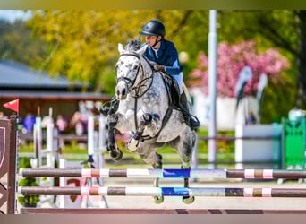 Slowaaks warmbloed, Merrie, 7 Jaar, 168 cm, Schimmel