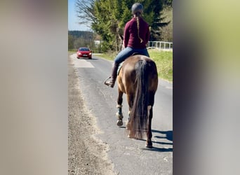 Slowaaks warmbloed, Merrie, 8 Jaar, 158 cm