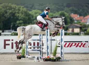 Slowaaks warmbloed, Merrie, 8 Jaar, 172 cm, Schimmel