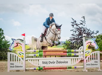 Slowaaks warmbloed, Merrie, 8 Jaar, 172 cm, Schimmel