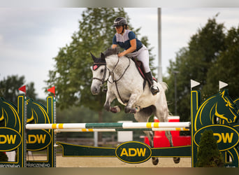 Slowaaks warmbloed, Merrie, 8 Jaar, 172 cm, Schimmel