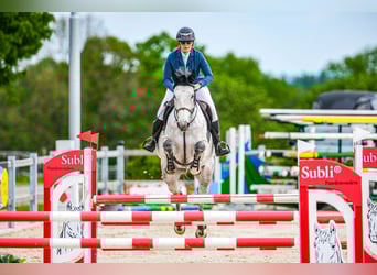 Slowaaks warmbloed, Merrie, 8 Jaar, 172 cm, Schimmel