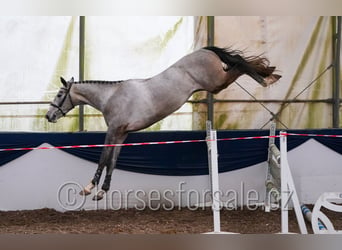 Slowaaks warmbloed, Ruin, 4 Jaar, 170 cm, Schimmel