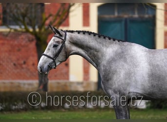 Slowaaks warmbloed, Ruin, 4 Jaar, 170 cm, Schimmel
