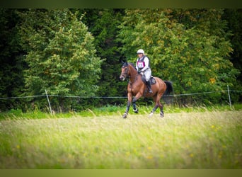 Slowaaks warmbloed, Ruin, 5 Jaar, 174 cm, Bruin