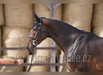 Slowaaks warmbloed, Ruin, 6 Jaar, 175 cm, Donkerbruin