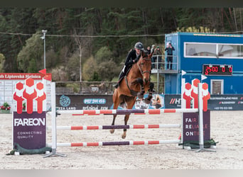 Slowaaks warmbloed, Ruin, 8 Jaar, 172 cm, Bruin