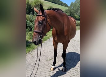 Slowaaks warmbloed, Ruin, 8 Jaar, 172 cm, Bruin